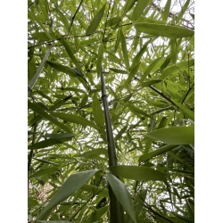 Bambus Phyllostachys Bissetii, Filostachys Bisseta 32l 300-350cm